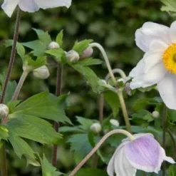 ANEMONE 'Ruffled Swan' PBR -UK Garden Supplies Sales Shop anemone ruffled swan