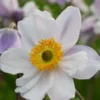 ANEMONE 'Ruffled Swan' PBR -UK Garden Supplies Sales Shop anemone ruffled swan front web