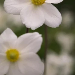 ANEMONE Sylvestris