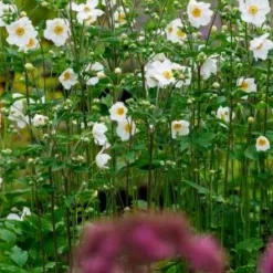 ANEMONE X Hybrida 'Honorine Jobert' -UK Garden Supplies Sales Shop anemone x hybrida honorine jobert 9011056 2