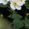 ANEMONE X Hybrida 'Honorine Jobert' -UK Garden Supplies Sales Shop anemone x hybrida honorine jobert web