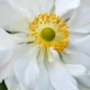 ANEMONE X Hybrida 'Whirlwind' -UK Garden Supplies Sales Shop anemone x hybrida whirlwind web