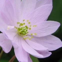 ANEMONELLA Thalictroides Pink