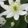 ANEMONELLA Thalictroides White 1 ANEMONELLA Thalictroides White -UK Garden Supplies Sales Shop anemonella thalictroides 4080026