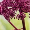 ANGELICA Gigas -UK Garden Supplies Sales Shop angelica gigas 2 web