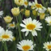 ANTHEMIS Tinctoria 'Sauce Hollandaise' -UK Garden Supplies Sales Shop anthemis tinctoria sauce hollandaise