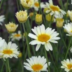 ANTHEMIS Tinctoria 'Sauce Hollandaise'