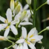 ANTHERICUM Liliago -UK Garden Supplies Sales Shop anthericum liliago check