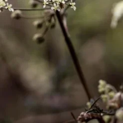 ANTHRISCUS Sylvestris 'Ravenswing'