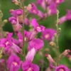 ANTIRRHINUM 'Pretty In Pink' PBR -UK Garden Supplies Sales Shop antirrhinum pretty in pink 5150047 2