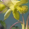 AQUILEGIA Chrysantha 'Yellow Queen' -UK Garden Supplies Sales Shop aqueleiga chrysantha yellow queen 051390