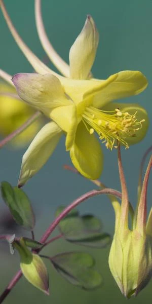 AQUILEGIA Chrysantha 'Yellow Queen' 3 AQUILEGIA Chrysantha 'Yellow Queen'