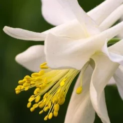 AQUILEGIA 'Dove' (Songbird Series)