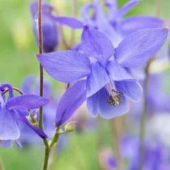 AQUILEGIA 'Hensol Harebell'