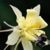 AQUILEGIA Longissima -UK Garden Supplies Sales Shop aquilegia longissima 6161122