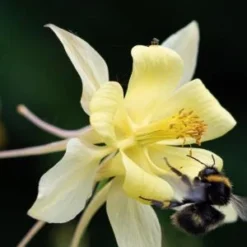AQUILEGIA Longissima