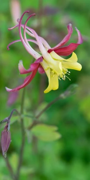 AQUILEGIA 'McKana Group' 3 AQUILEGIA 'McKana Group'