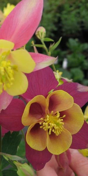 AQUILEGIA 'McKana Group' 4 AQUILEGIA 'McKana Group' - Image 2