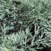 ARTEMISIA 'Powis Castle' 2 ARTEMISIA 'Powis Castle' -UK Garden Supplies Sales Shop artemesia powis castle