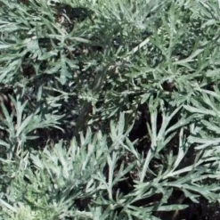 ARTEMISIA 'Powis Castle'