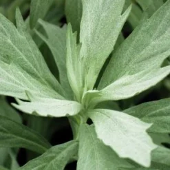 ARTEMISIA Ludoviciana 'Valerie Finnis'