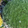 ARTEMISIA Schmidtiana 'Nana' -UK Garden Supplies Sales Shop artemisia schmidtiana nana 6030724