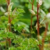 ARUNCUS Aethusifolius -UK Garden Supplies Sales Shop aruncus aethusifolius
