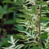 ARUNCUS Dioicus -UK Garden Supplies Sales Shop aruncus dioicus