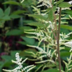 ARUNCUS Dioicus