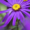 ASTER Amellus 'Sonora' 1 ASTER Amellus 'Sonora' -UK Garden Supplies Sales Shop aster amellus sonora 9230093