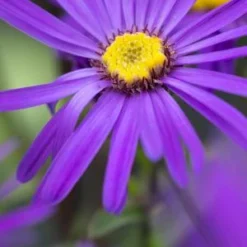 ASTER Amellus 'Sonora'