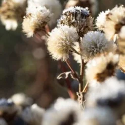 ASTER Amellus 'King George' -UK Garden Supplies Sales Shop aster king george 300666