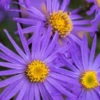 ASTER Amellus 'King George' 1 ASTER Amellus 'King George' -UK Garden Supplies Sales Shop aster king george 9160164