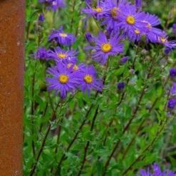 ASTER Amellus 'King George' -UK Garden Supplies Sales Shop aster king george web