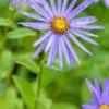 ASTER X Frikartii 'Monch' -UK Garden Supplies Sales Shop aster x frikartii monch 9230759