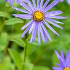 ASTER X Frikartii 'Monch'