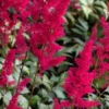 ASTILBE 'Fanal' (x Arendsii) -UK Garden Supplies Sales Shop astilbe fanal x arendsii 6270947