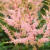 ASTILBE 'Hennie Graafland' (simplicifolia Hybrid) -UK Garden Supplies Sales Shop astilbe hennie graafland 6270938
