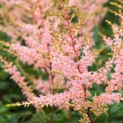 ASTILBE 'Hennie Graafland' (simplicifolia Hybrid)