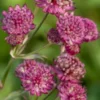 ASTRANTIA Major 'Abbey Road' PBR -UK Garden Supplies Sales Shop astrantia abbey road web 8070773 2