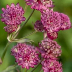 ASTRANTIA Major 'Abbey Road' PBR