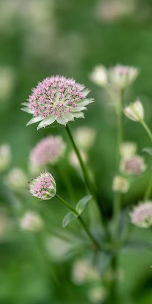 ASTRANTIA 'Buckland' 4 ASTRANTIA 'Buckland' - Image 2