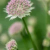 ASTRANTIA 'Buckland' -UK Garden Supplies Sales Shop astrantia buckland 6030756 2