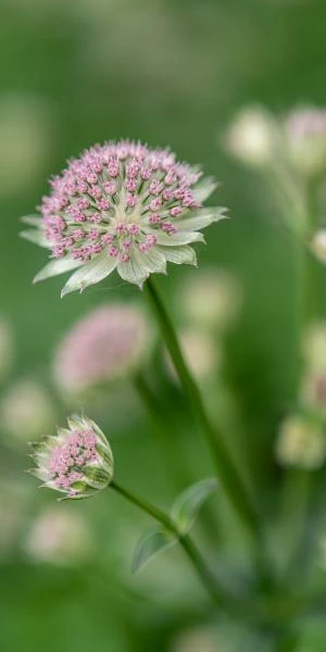 ASTRANTIA 'Buckland' 3 ASTRANTIA 'Buckland'