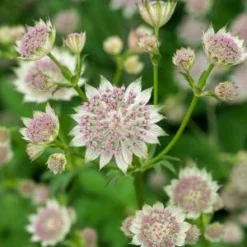 ASTRANTIA 'Buckland' 7 ASTRANTIA 'Buckland' -UK Garden Supplies Sales Shop astrantia buckland 6301070