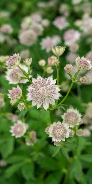 ASTRANTIA 'Buckland' 5 ASTRANTIA 'Buckland' - Image 3