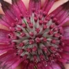 ASTRANTIA 'Burgundy Manor' 1 ASTRANTIA 'Burgundy Manor' -UK Garden Supplies Sales Shop astrantia burgundy manor 2