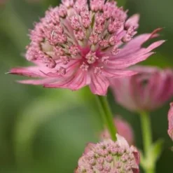 ASTRANTIA Major 'Pink Pride' -UK Garden Supplies Sales Shop astrantia major pink pride 5310756 2