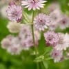 ASTRANTIA Major Var. Rosea -UK Garden Supplies Sales Shop astrantia major rosea