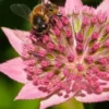 ASTRANTIA Maxima -UK Garden Supplies Sales Shop astrantia maxima